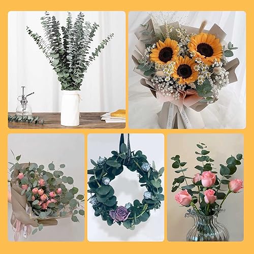 Miniatura 7 de 16 tallos de eucalipto secos, ramas de hojas de eucalipto frescas naturales de 17 pulgadas, ramas para colgar para la ducha, planta de eucalipto