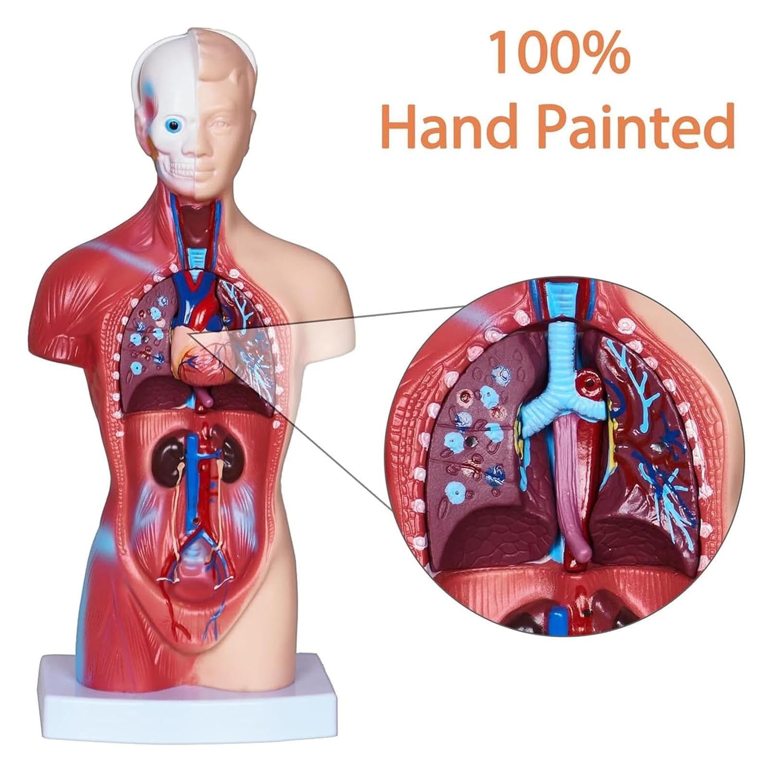 Human Anatomy Torso Model 28cm/11inch,Anatomical Assembly Model of Human Organs 15 PCS Removable Organs School Education Display