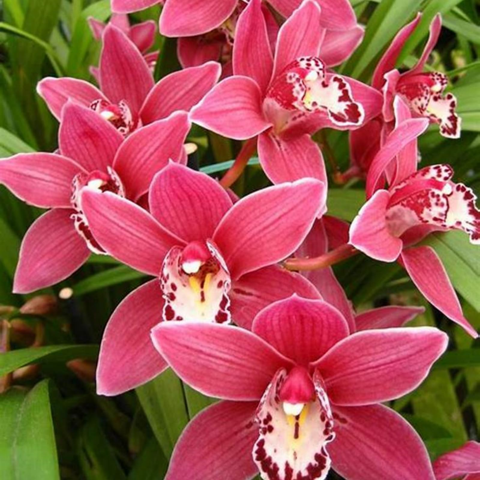 Cymbidium Bulbs/Cymbidium Orchid Plants/Hardy Perennial/Plants UK/Excellent Display-10 Bulbs-D