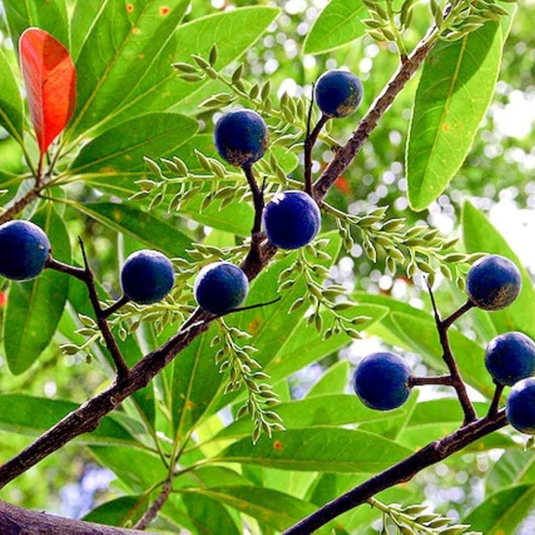 M-Tech Gardens Rare Rudraksha Medicinal Tree Plant (Elaeocarpus ganitrus, Hybrid) Exotic 1 Live Medicinal Plant (B094C8P597) Amazon Price History, Amazon Price Tracker