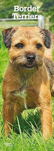 Border Terriers 2019 Slim Calendar