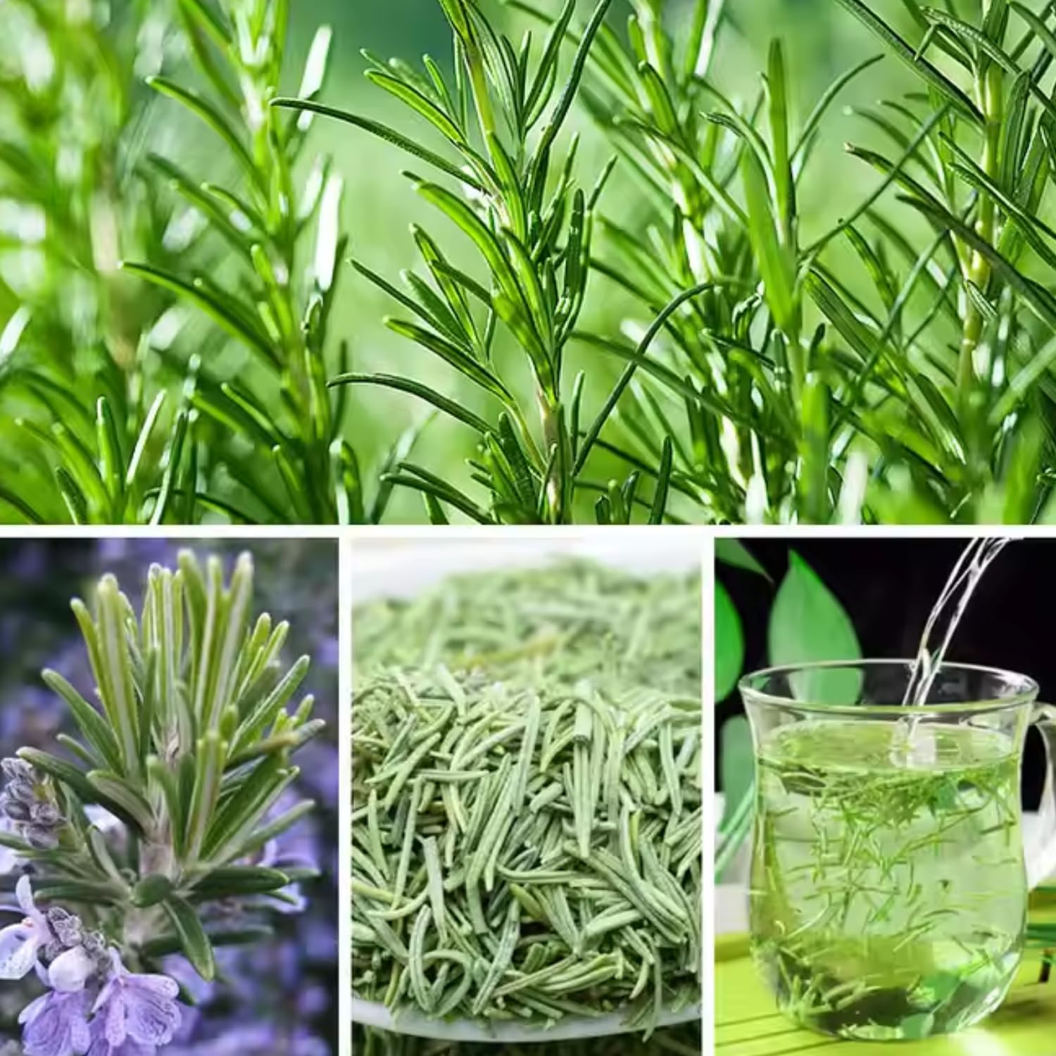 Amazon.com : 2 Rosemary Plants Live, 5 to 7 Inc Starter Plants