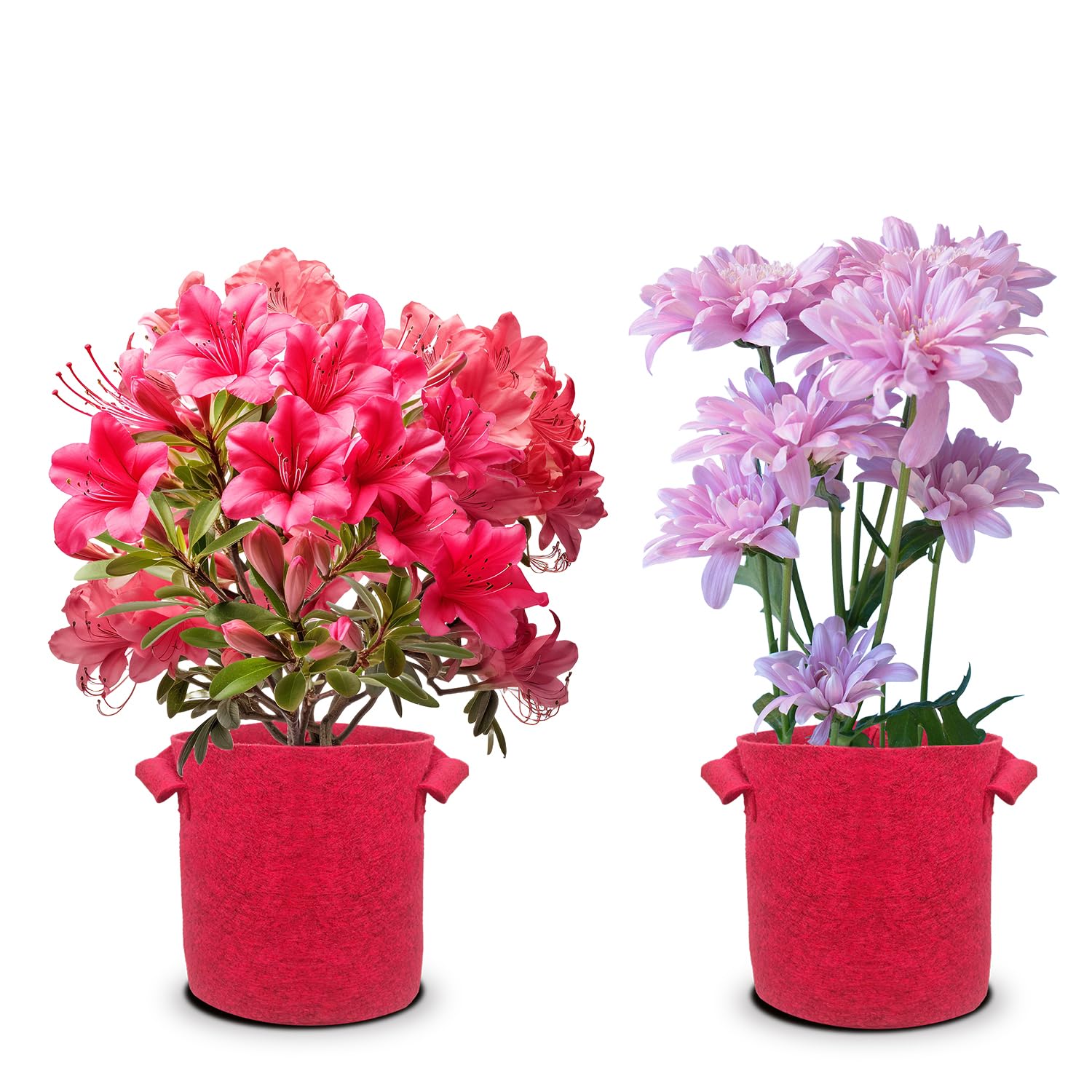 See full amazon price history chart for Khamhaar Geo Fabric Grow Bag for Flower Plant, Plant Bags for Home Garden, Flower Pot for Balcony Garden, Heavy Duty Plant Container, Plant Pots with Handle (Red, 08x08, 3) Khamhaar Geo Fabric Grow Bag for Flower Plant, Plant Bags for Home Garden, Flower Pot for Balcony Garden, Heavy Duty Plant Container, Plant Pots with Handle (Red, 08x08, 3) (B0CLF1PM2Y) Amazon Price History, Amazon Price Tracker