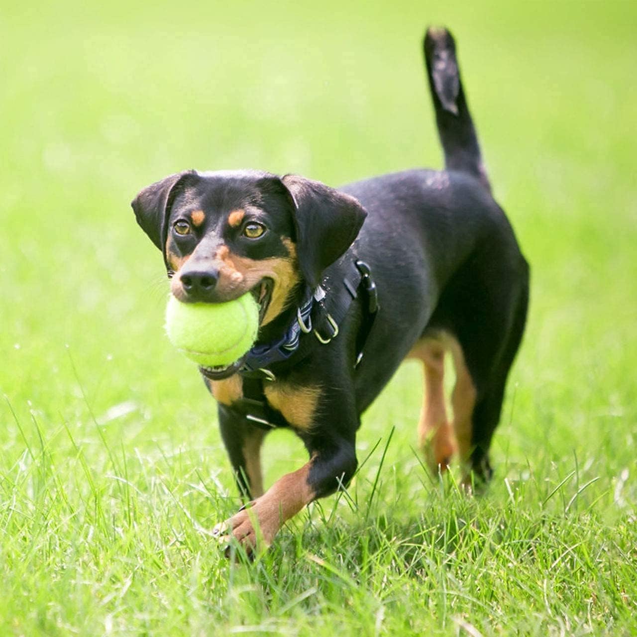 Confezione da 24 palline da tennis | Palline da allenamento per cani, super rimbalzo, perfette per allenamento di cricket per principianti (con borsa per il trasporto, giallo)