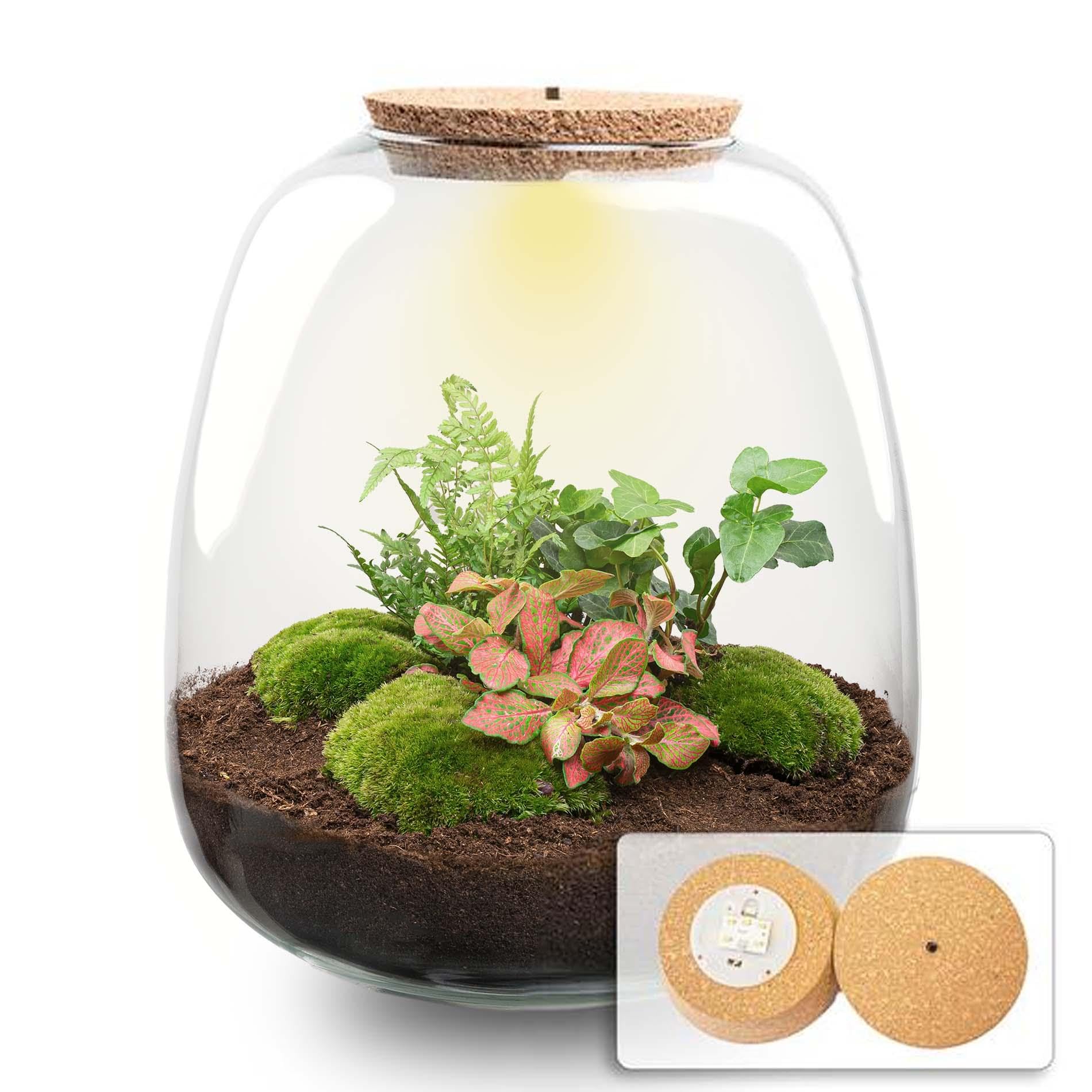 Terrario per Piante in Vetro, Kit Fai da Te con LED, Casa, Verde, 25x23 cm