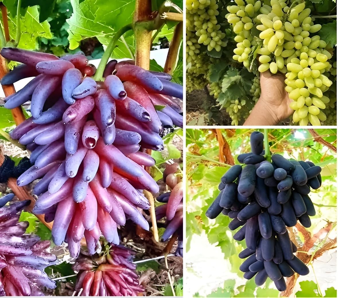Green view Combo 3 Long Shape Sweet Grapes Live Plants RED | BLACK | GREEN Variety Angoor Fruit Healthy Delicious Grapes Fruit Plant for Home and Terrace Garden with Pot[Pack of 3] (B0CYLLKRGP) Amazon Price History, Amazon Price Tracker