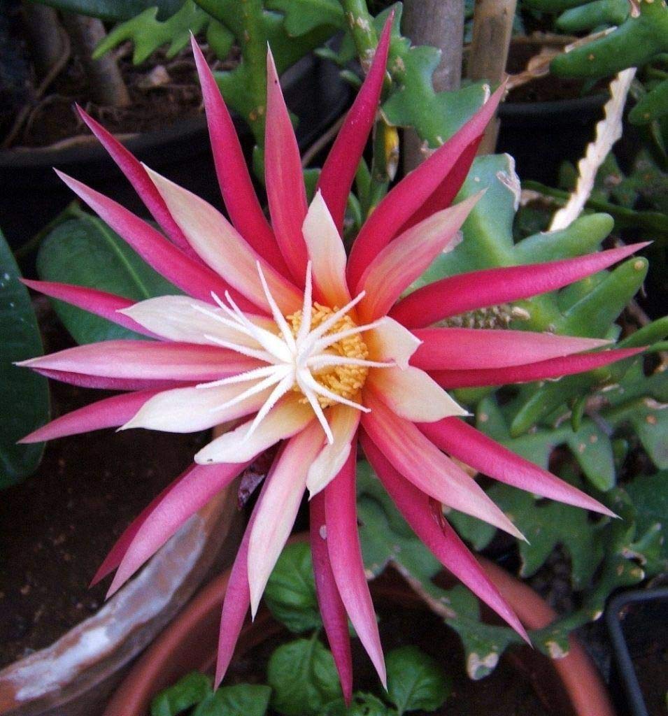 Epiphyllum anguliger (Fishbone Cactus) - PINK (B08YRLJT67) Amazon Price History, Amazon Price Tracker