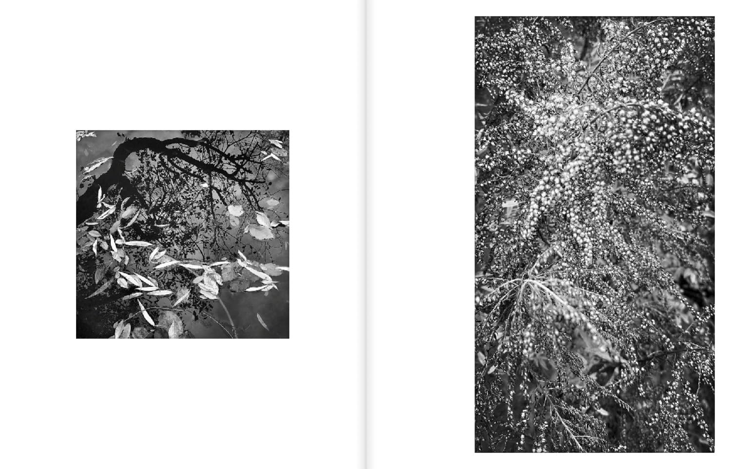 A Certain Nature After Giverny