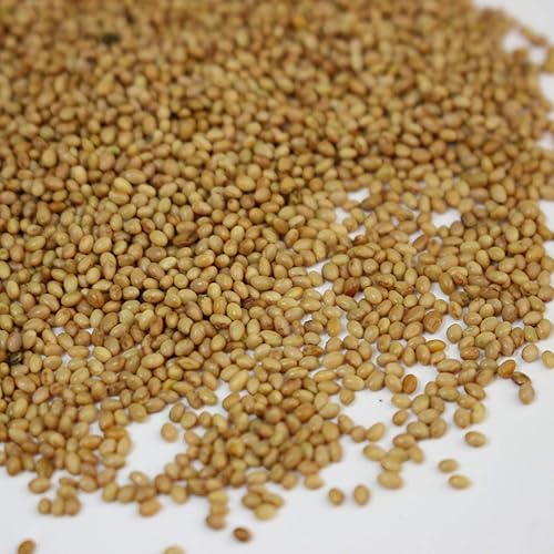 Vista 2 de Semillas de trébol carmesí (revestidas) – 5 libras – Cultivo de cobertura de jardín, sin OMG, polinizado abierto, perenne, reliquia – recubierto