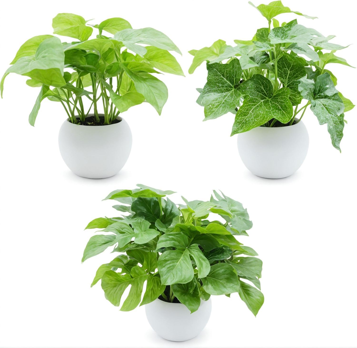 観葉植物３ 楽天市場】観葉植物 セット 3種 ハイドロカルチャー ガジュマル