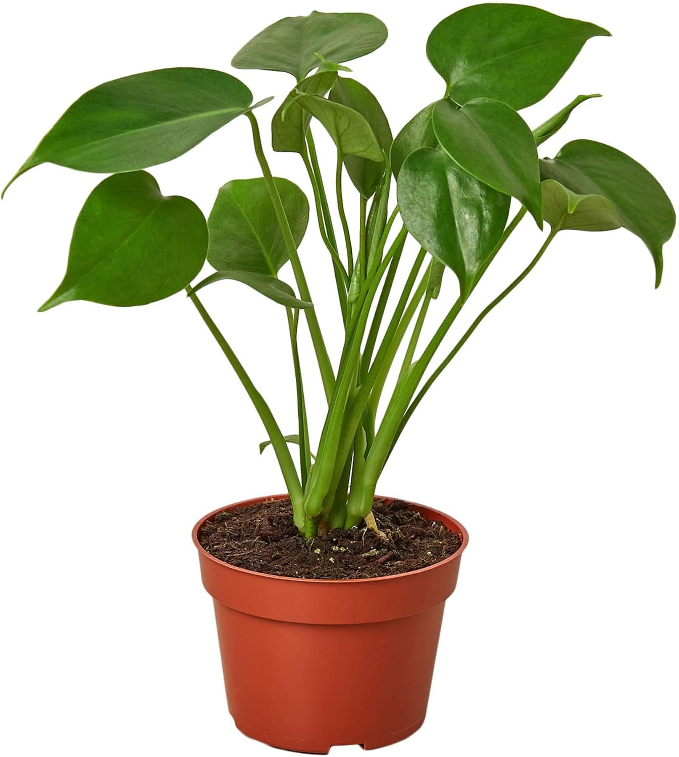 Philodendron Monstera Split-Leaf Live Plant for Indoor | Different Houseplants in 4'' & 6'' Pot | Real House Plant for Living Room, Office, Desk & Bathroom | Swiss Cheese