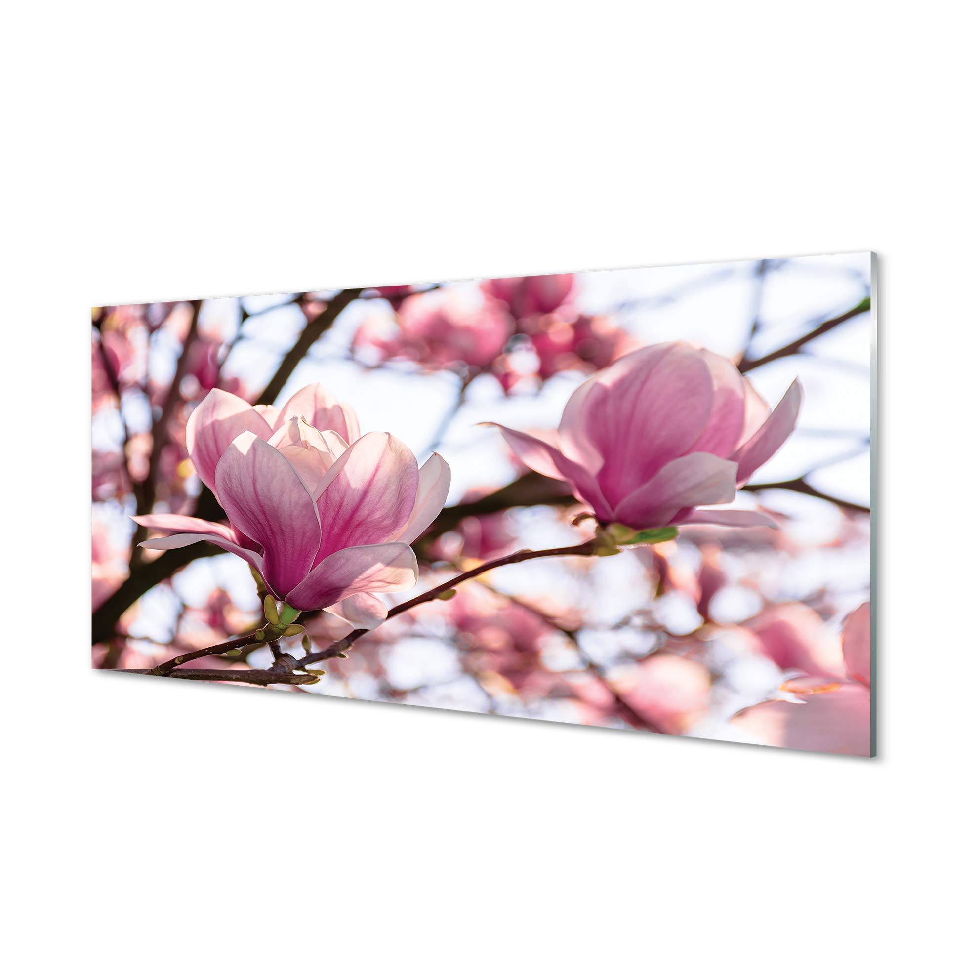 Tulup Glas Bild Glasdruck - 120x60cm Wandbild Blumen Natur Pflanzen Dekorative Für Wohnzimmer Schlafzimmer Wandbild - Magnolia Tree