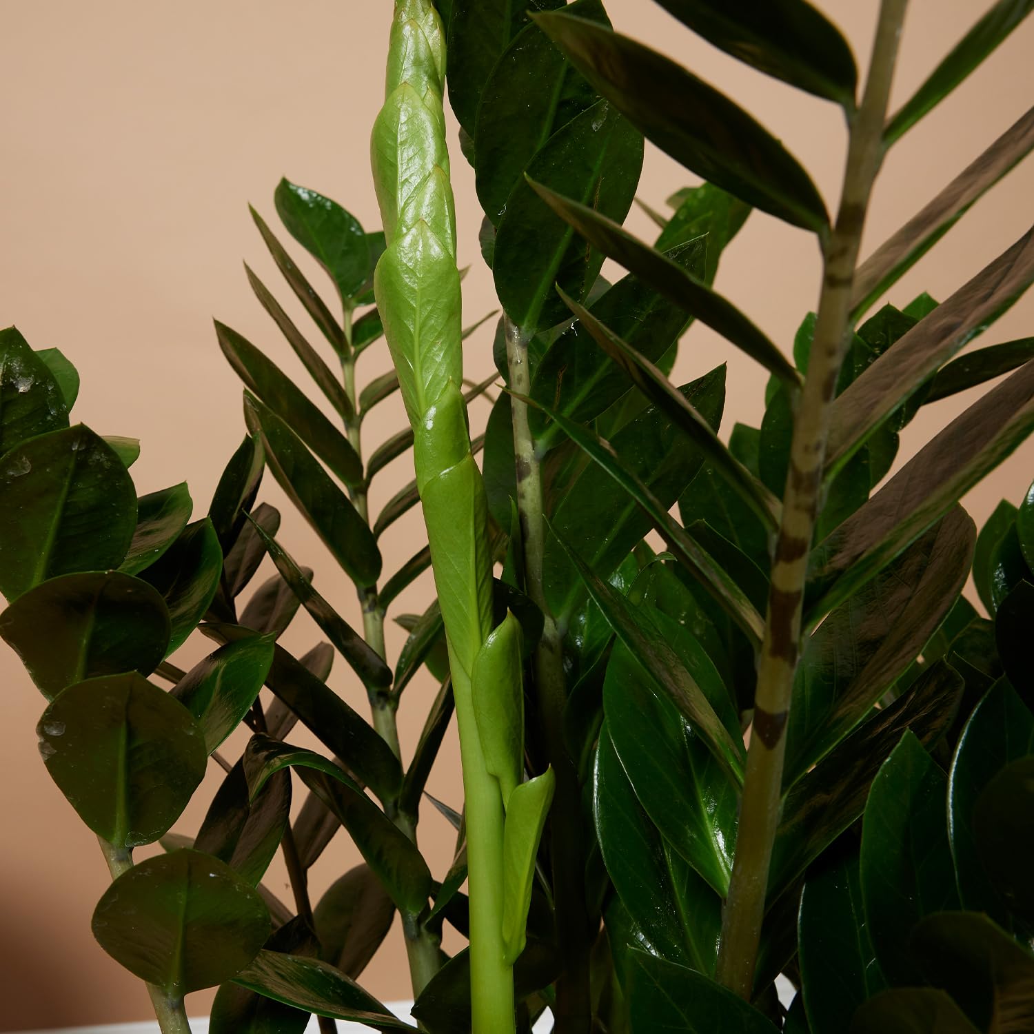 Zamioculcas zamiifolia - Plante d'intérieur Facile