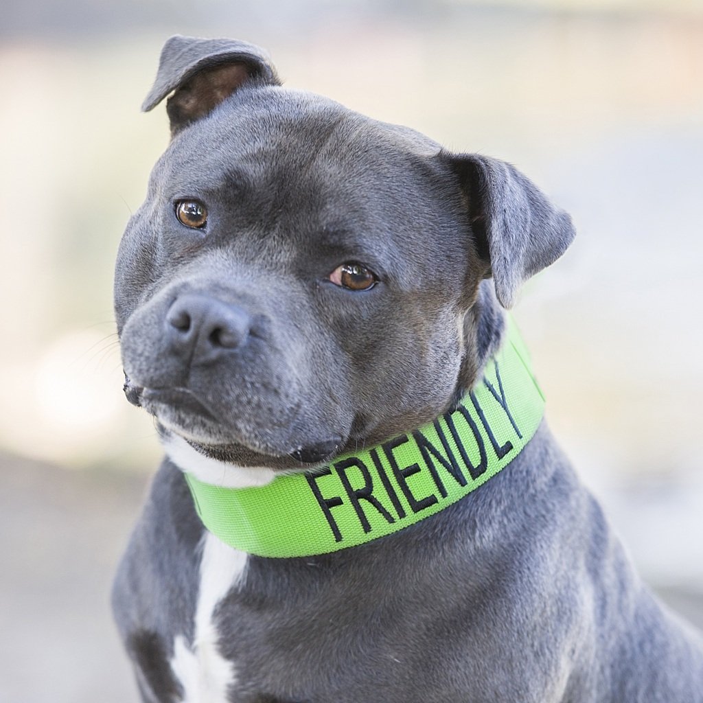 Dexil FRIENDLY (Known as Friendly to all) Green Colour Coded Wide L-XXL Semi-Check Dog Collar PREVENTS Accidents By Warning Others Of Your Dog In Advance - Image 2