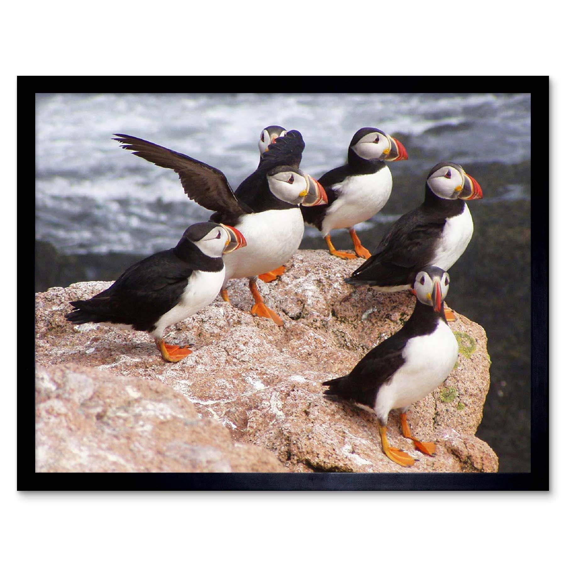 Wee Blue Coo Animal North Atlantic Puffins Art Print Framed Poster Wall Decor 12X16 Inch