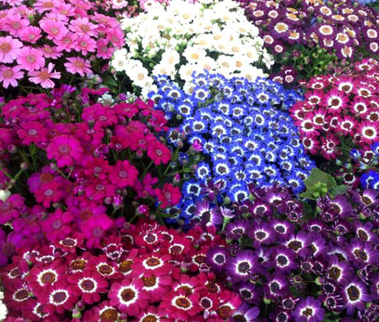 Audbhidhi Flower Seeds | Cineraria Seeds Hybrid mixed colors Flower Seeds 100% Germination For home Gardening (50 SEEDS ) (B09LR6LYK8) Amazon Price History, Amazon Price Tracker