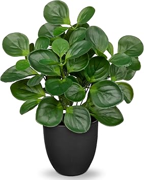 Villa Como 14.5" Artificial Plants Indoor Home Decor Faux Peperomia Plant