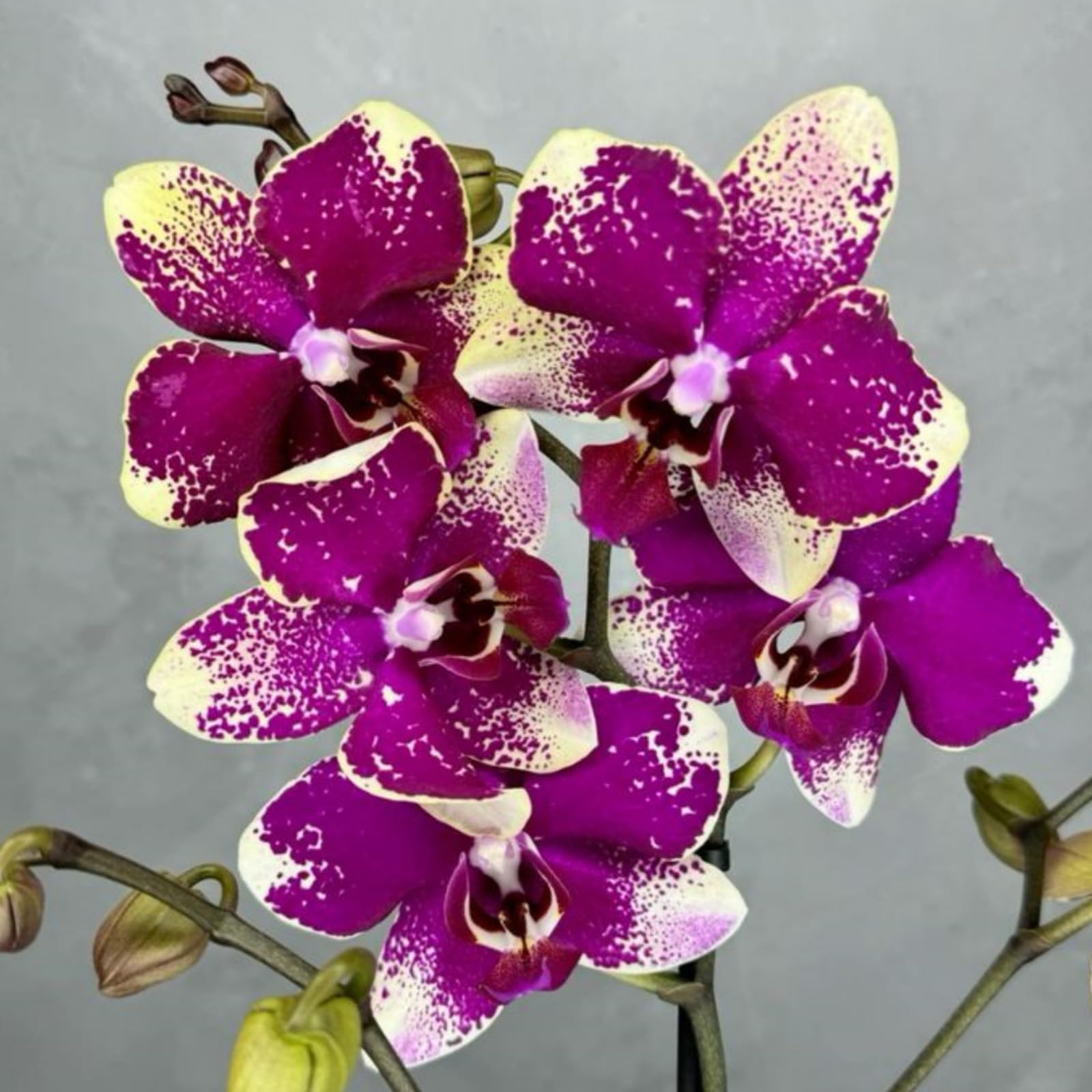 Cymbidium Orchid Plants Outdoor, Rare and Beautiful Cymbidium Bulbs in Bulk, Planting for Stunning Garden Displays-3 Bulbs-D
