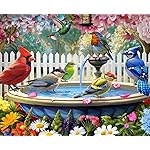 Springbok Birds of Spring 500 Piece Puzzle for Adults - Features North American Wildbirds
