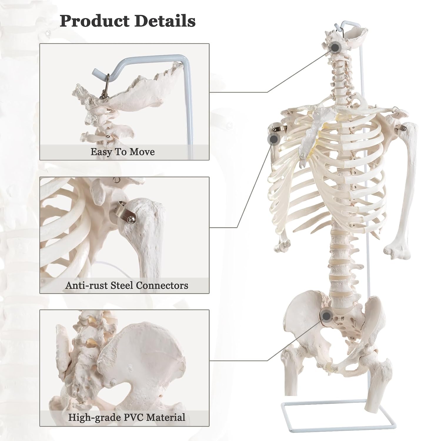 EVOTECH SCIENTIFIC Life Size Human Rib Cage Anatomy Model with Spine and Pelvis – Flexible Sternum for Chest Compression, Thoracic Skeleton Model with Stand for Medical Education