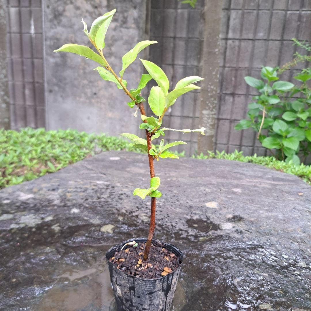 Amazon｜ビックリグミ ダイオウグミ 挿し木苗｜観葉植物 オンライン通販