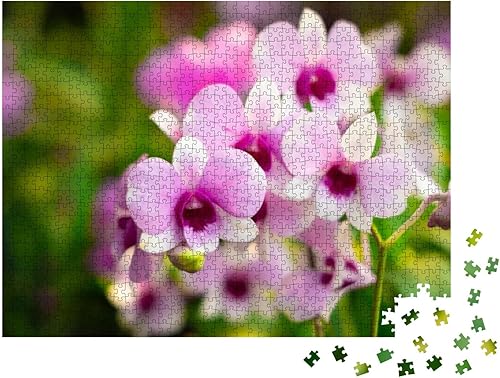 Miniatura 2 de Orchid Flower in Orchid Garden at Winter or Spring Day. O... Jigsaw Puzzle Jigsaw Puzzle with 1000 Pieces