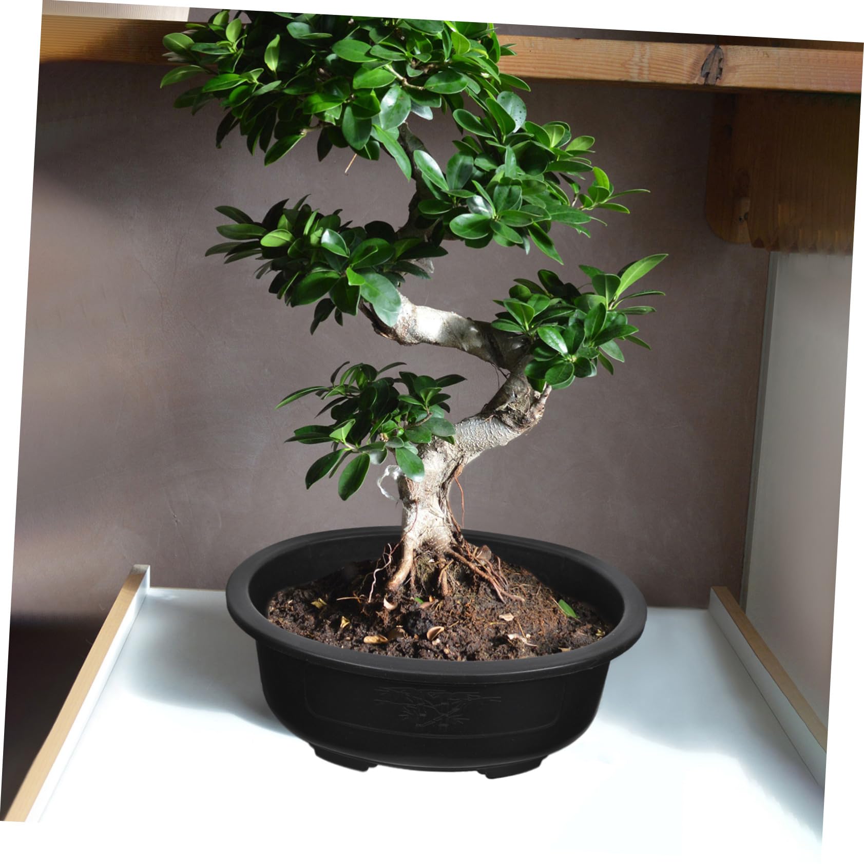 2 Pezzi Vasi Bonsai Ovali in Plastica Rigida Fioriere Per Giardinaggio Interno Esterno Con Fori Di Drenaggio Per Piante E Fiori Da Balcone Ufficio E Giardino