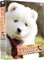 SHIMA / LIVE DVD!!～渋谷で犬かわいい!!～ SHIMA / LIVE DVD!!～渋谷で犬かわいい!!～ 61nf+7THCPL._UF894