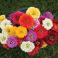 Vista 3 de Zinnia Seeds, Giant Dahlia Flowered Mix, Pack of 1,500 Seeds by SeedsGo
