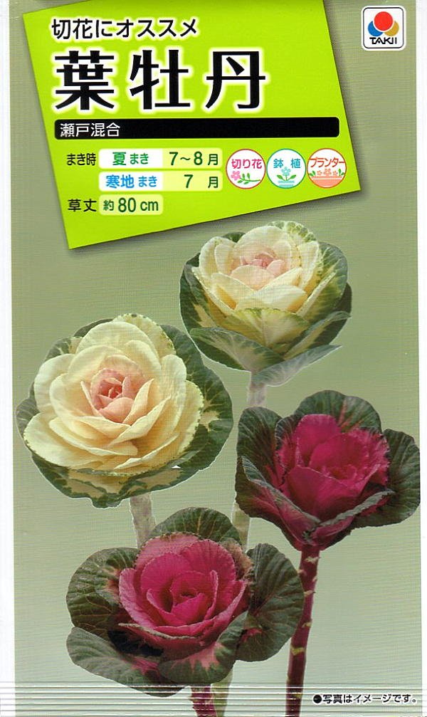 多頭牡丹 2025年度は47日間の開園「つくば牡丹園」 「PEONY GARDEN