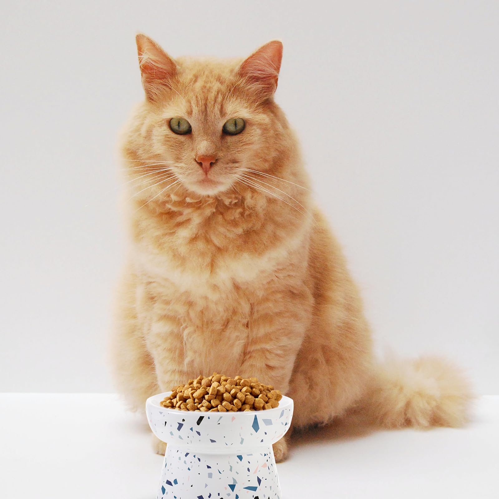 VALICLUD Erhöhter Keramik Katzennapf mit Großer Kapazität rutschfest und Leicht zu Reinigen für Katzen und Hunde zum Füttern im Alltag