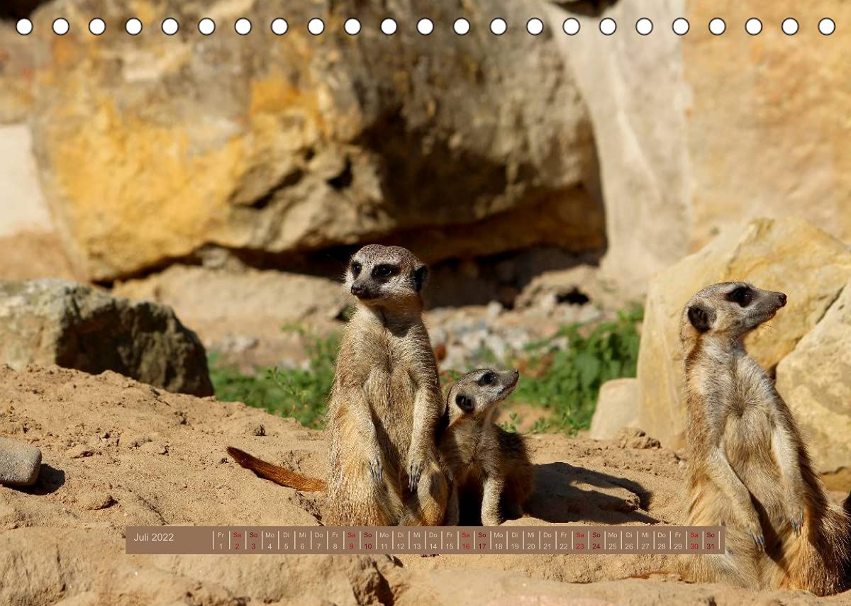 Erdmännchen (Tischkalender 2022 DIN A5 quer): Eine putzige Erdmännchenfamilie (Monatskalender, 14 Seiten ) (CALVENDO Tiere)