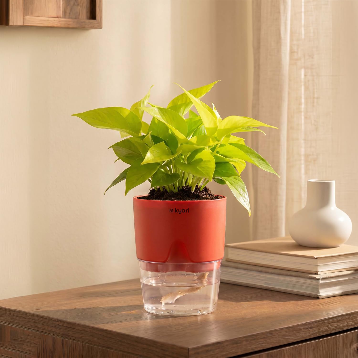 Lucky Jade & Golden Money Plants - Self Watering Pots -25