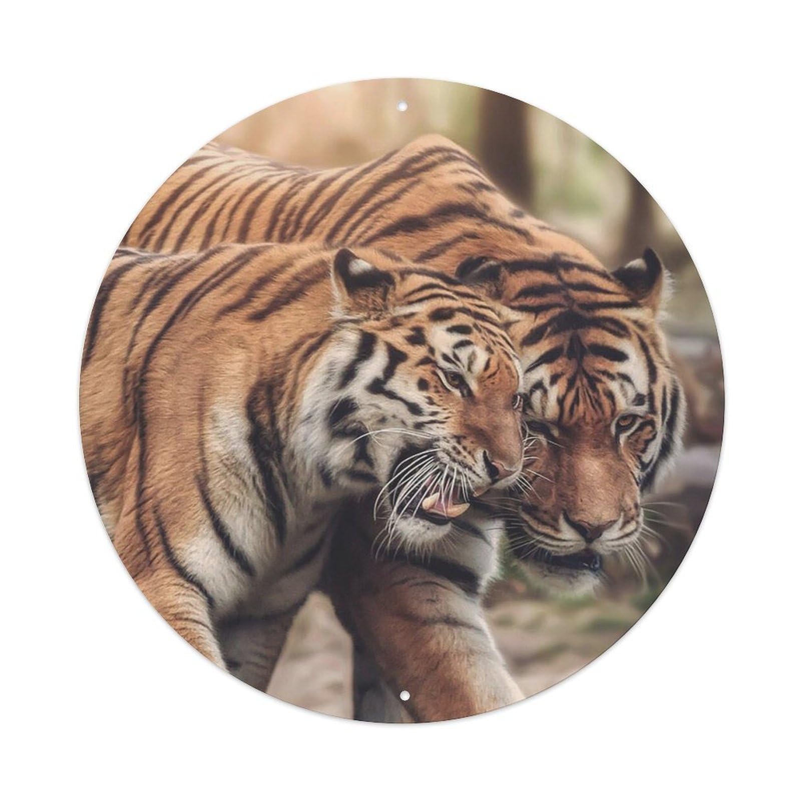Bengal Tigers Wildlife Photography Poster Metal Tin Sign