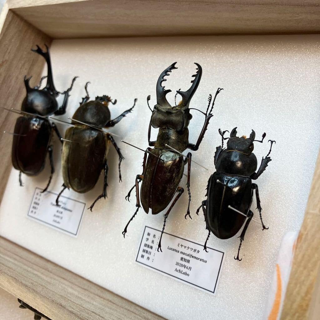 島根県 隠岐島 島前のニシコルリクワガタ 【公式通販】