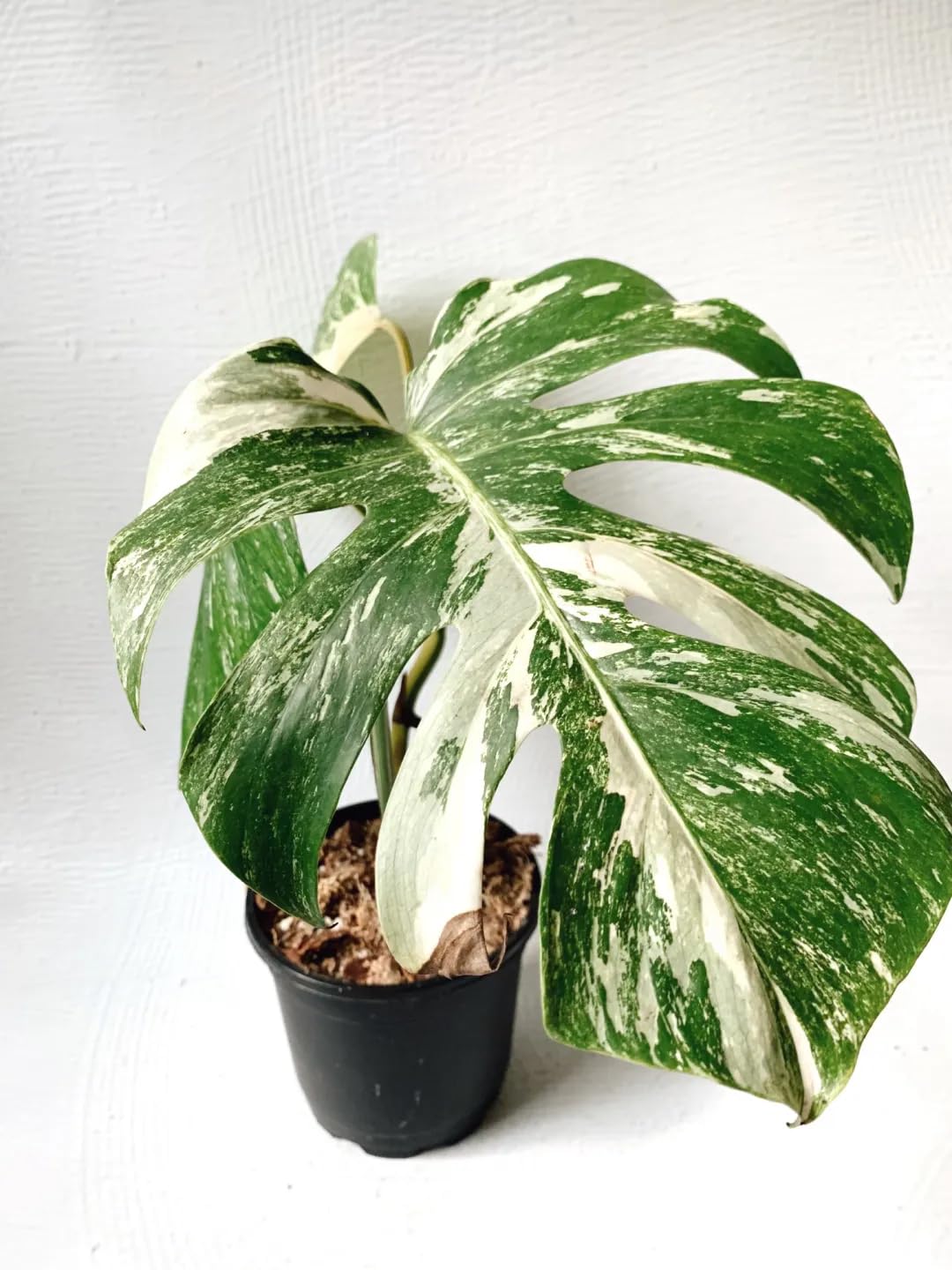 VARIEGATED Indoor Live Plants | Perfect for Table, Kitchen & Desk