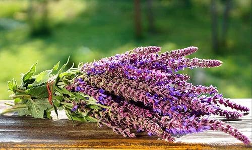 Salvia de jardín (Salvia Officinalis) Hierbas sin OMG para plantar