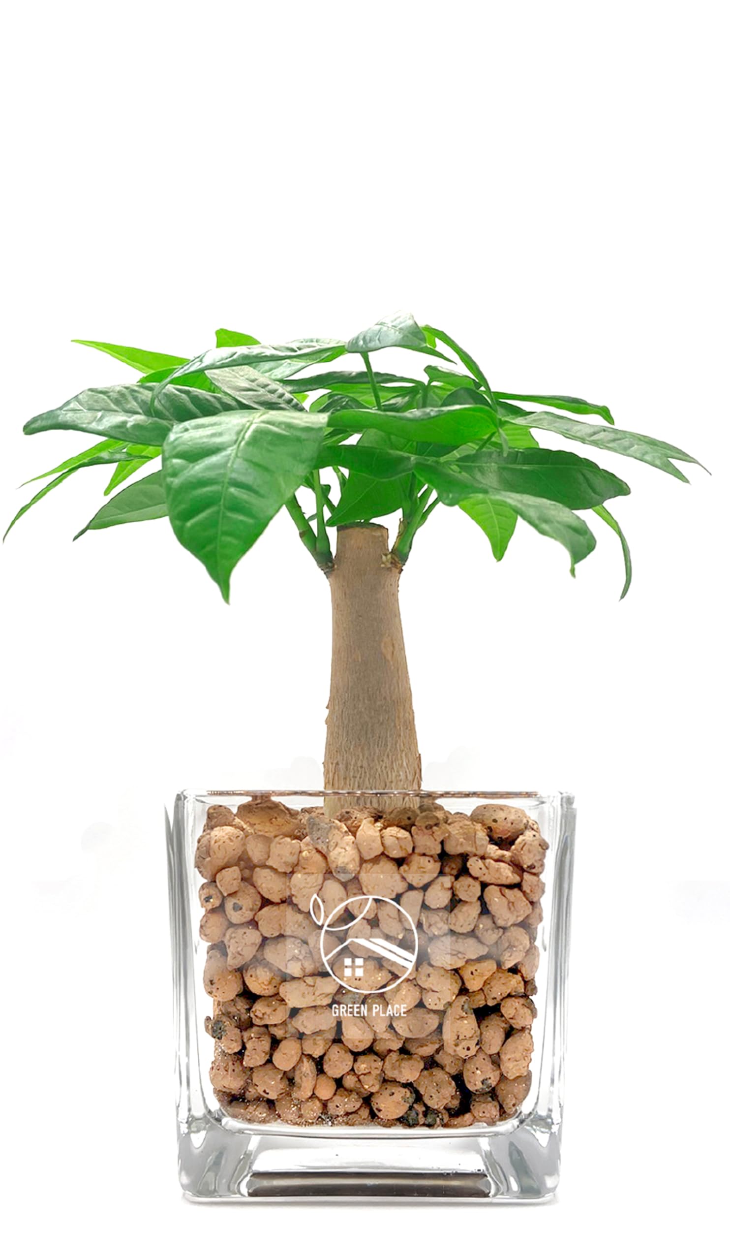 GREEN PLACE パキラ