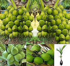 Anjaliplants Foundation Vietnam Coconut Tree Plant Hybrid Rare Healthy Live Plant For Home Garden Plant Height 1.5-3 Feet Size Dwarf Green Yellow (fruit After 2-3 Years)