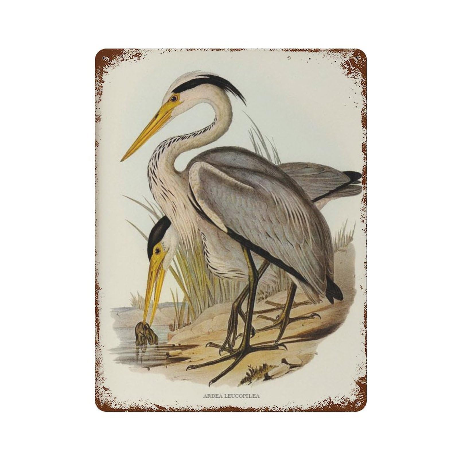 xiaoxiaoshen Antique Great Grey Heron Rustic Bird Drawing Wall Decor Art Metal Tin Poster Modern Home Decor Art Home Bar Shop Decorations Vintage Sign 40x30cm
