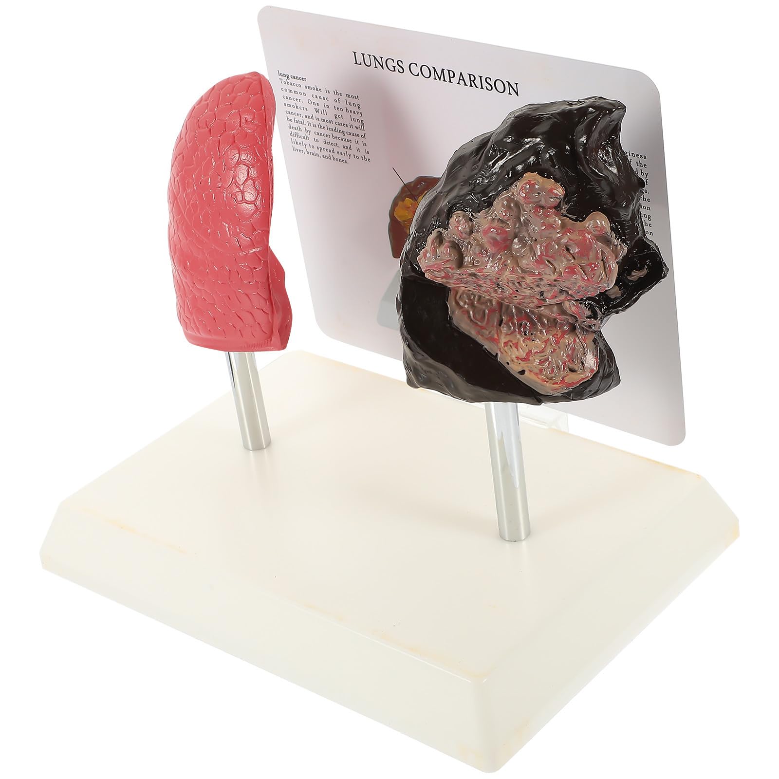 HOMSFOU Modelo Anatómico de Pulmón en Pvc para Enseñanza de Anatomía