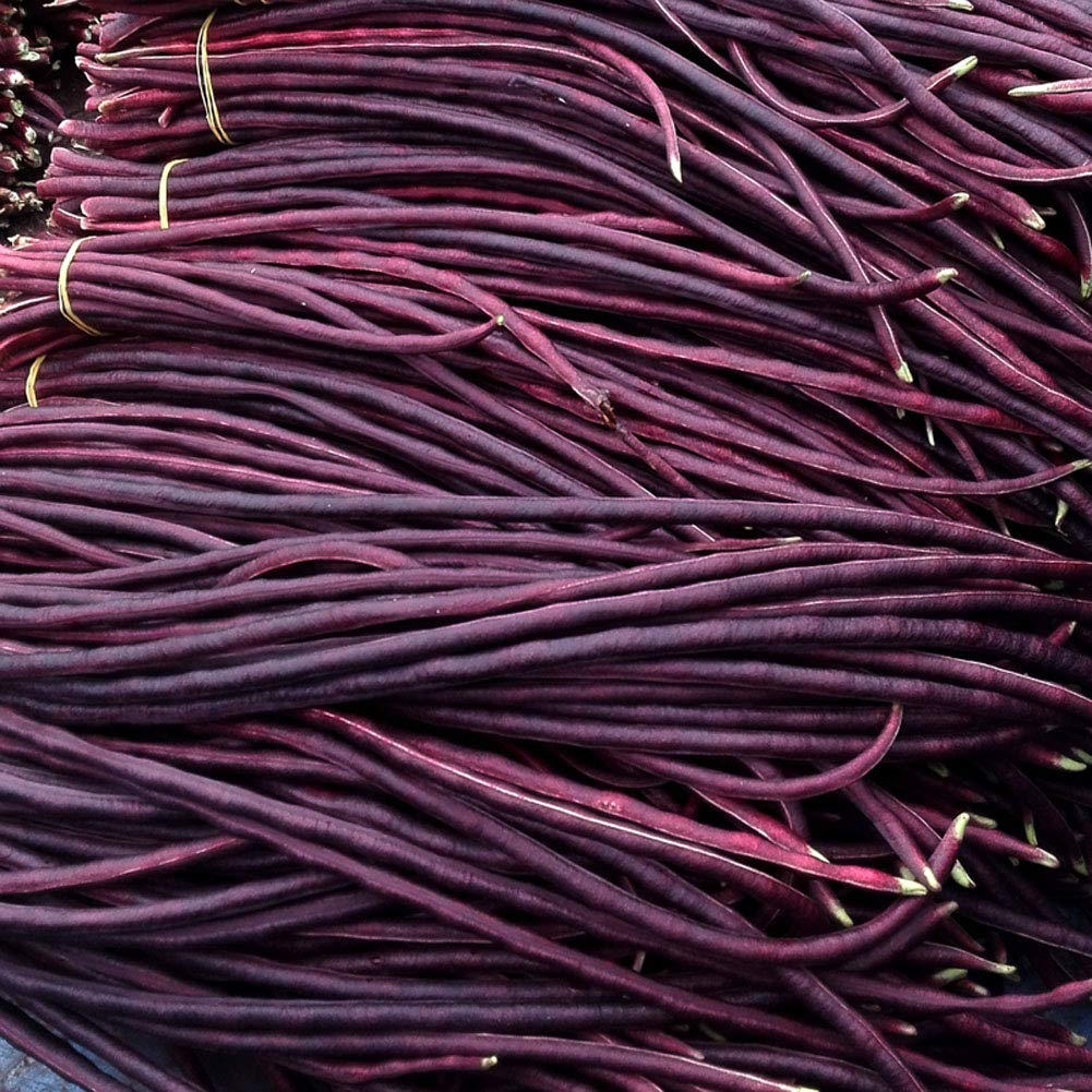 VibeX Hybrid Red Long Bean Seeds-100 Seeds-image-33