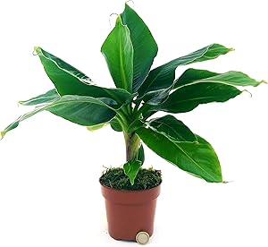 Banano da interno thumbnail classifica