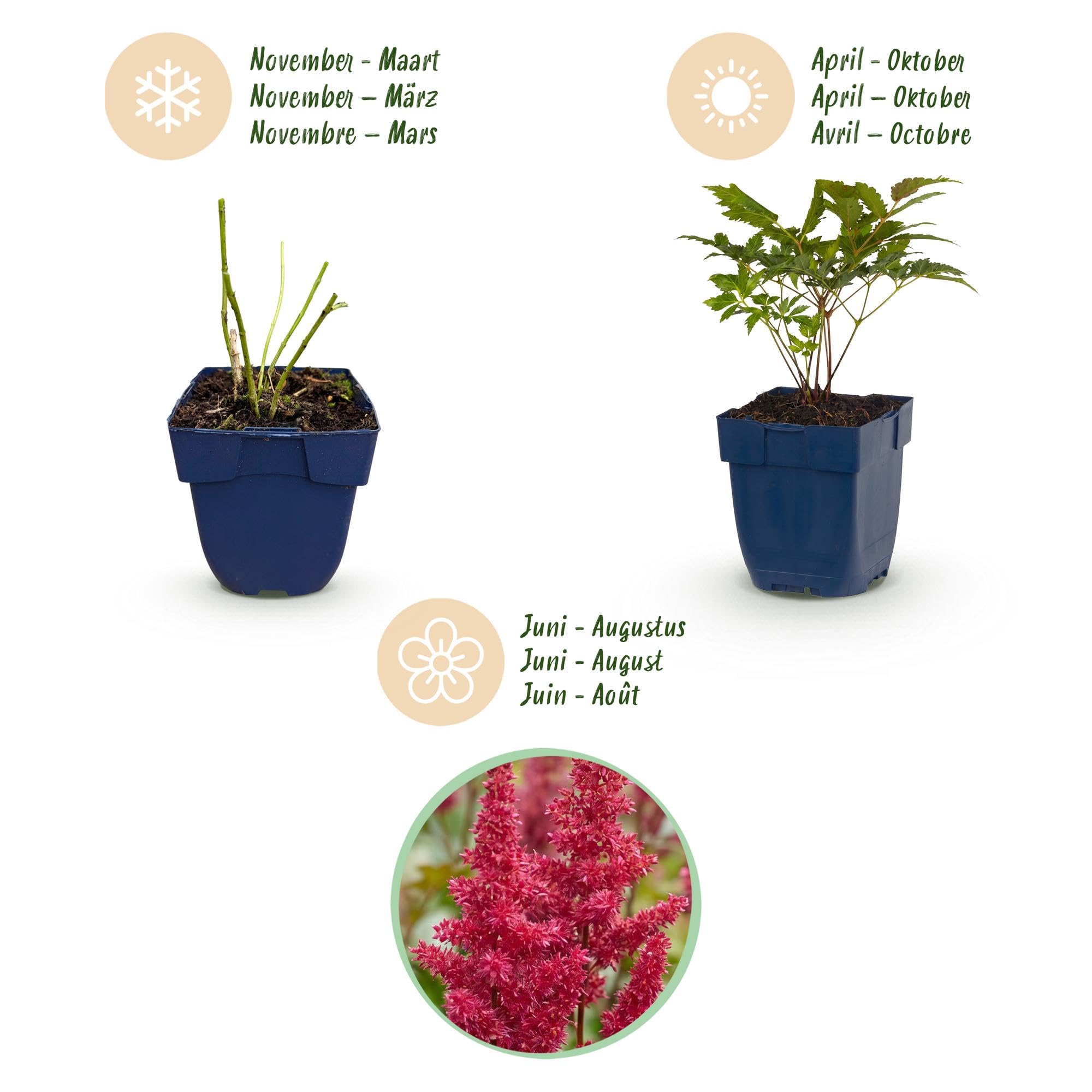 Piante Perenni Astilbe Fanal da Ombra, Rosso, Set da 12, Vaso 11cm