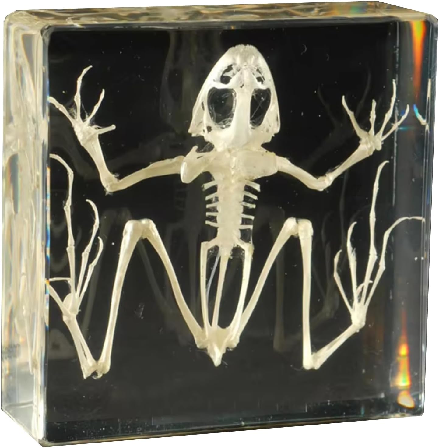 Real Frog Skeleton Specimens - Frog Skeleton Natural Bone Model - Transparent Resin Animal Skeleton Embedding Specimen - for Classroom Science Education Desk Decor