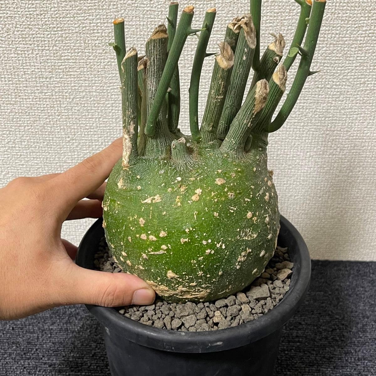 アデニア　プセウドグロボーサ　デカめ超扁平　発根済み コーデックス：アデニア プセウドグロボーサ*塊根幅18cm 現品