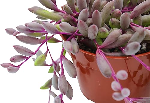 Miniatura 2 de Collar de rubí Othonna Capensis de 4 pulgadas plantas suculentas vivas plantas suculentas totalmente enraizadas planta de casa para decoración de