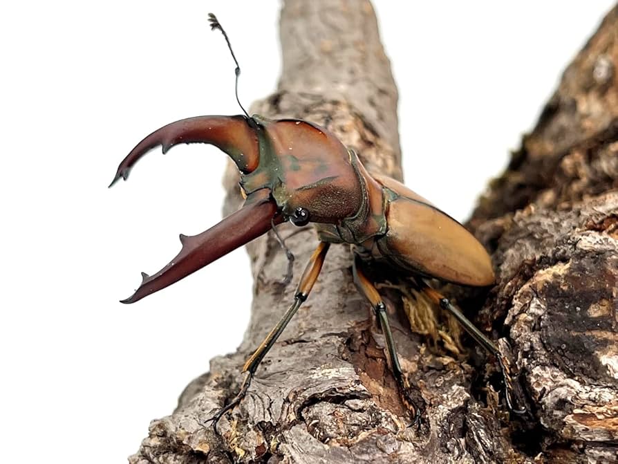 Amazon | 【DDA】美麗種 ムニスゼッチホソアカ 成虫 ペア