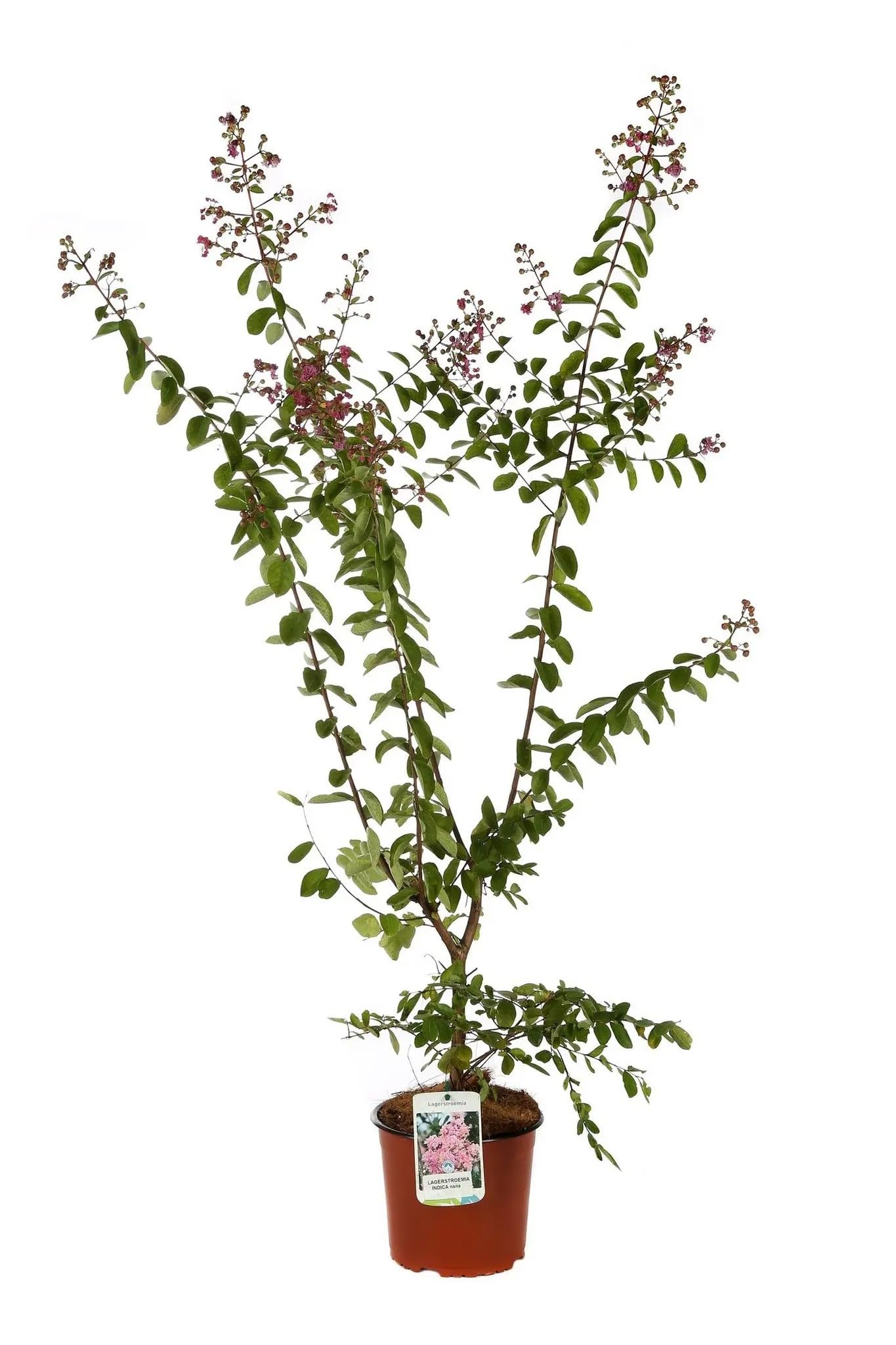 Lagerstroemia indica 'Petite Pink' Arbusto Ornamentale da Giardino, Colore Rosa, 125/175 cm, Vaso 24