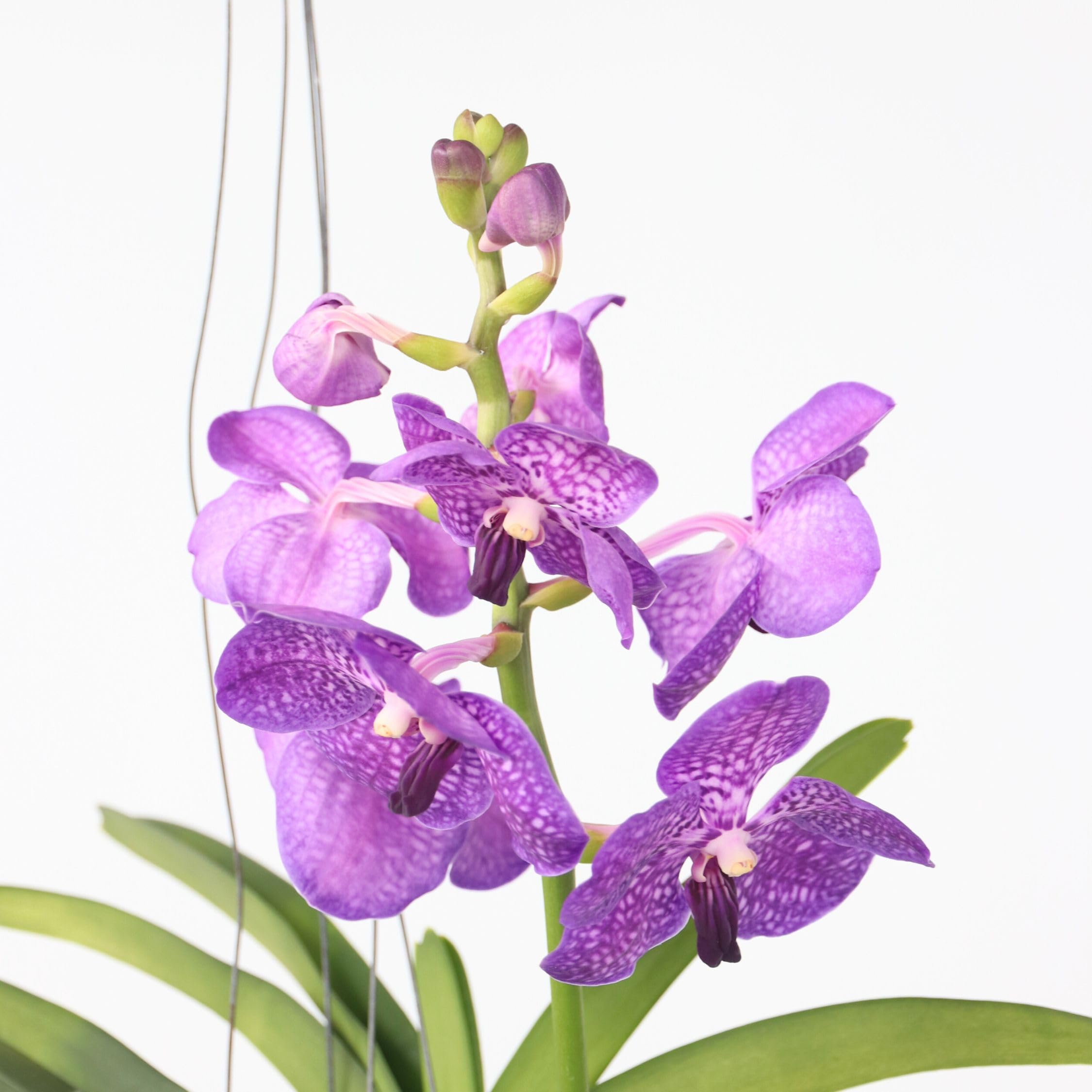 Plant in a Box - Vanda 'Botanica' en pot suspendu en terre cuite - Orchidée - Bleu - ⌀12cm - Hauteur 50cm